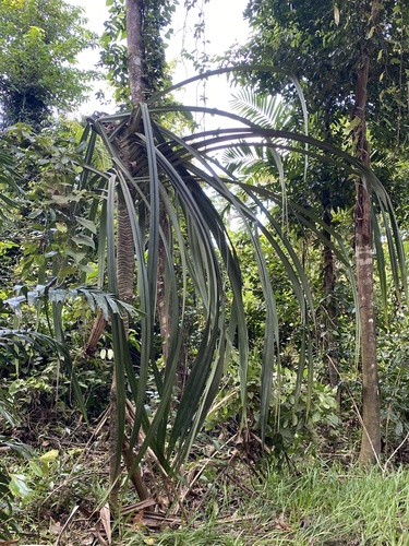 Pandanus krauelianus observed 2021-02-04