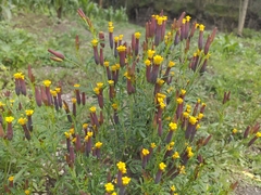 Tagetes multiflora