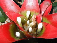 Nidularium innocentii