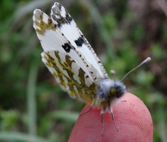 Euchloe ausonia
