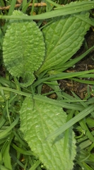 Borago