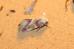 Schinia regina