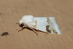 Acontiinae