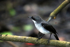 Eopsaltria pulverulenta