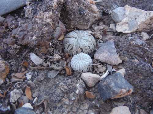 Pelecyphora aselliformis