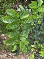 Toechima daemelianum