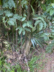Toechima daemelianum