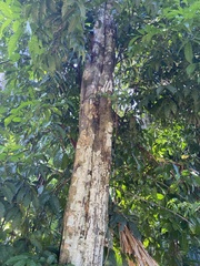 Toechima daemelianum