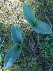 Piperia