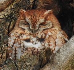 Eastern Screech-Owl photo 6