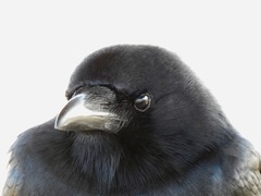 Fish Crow photo 6