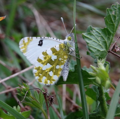 Euchloe ausonia