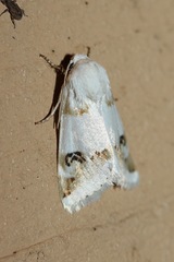 Acontiinae
