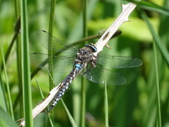 Rhionaeschna variegata