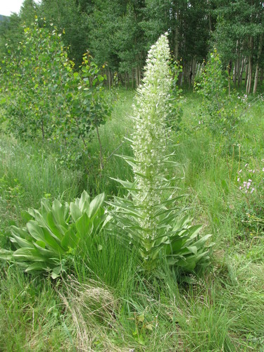 monument plant