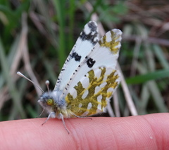 Euchloe ausonia