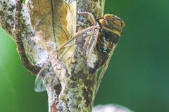 Platypleura canescens
