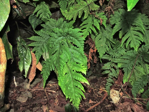 Tectaria coadunata (Tectaria coadunata)