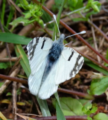 Euchloe ausonia