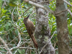 Dendrocolaptes platyrostris