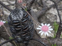 Actinotus forsythii
