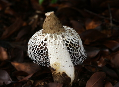 Phallus atrovolvatus
