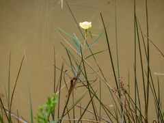 Ludwigia longifolia