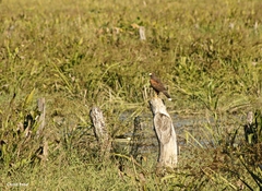 Parabuteo unicinctus