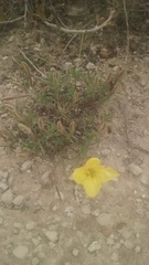 Oenothera lavandulifolia