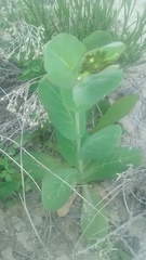 Conringia orientalis