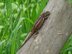 Liolaemus cyanogaster