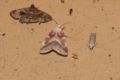 Schinia regina