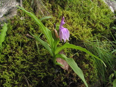 Roscoea capitata