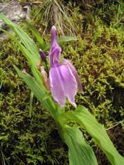 Roscoea capitata