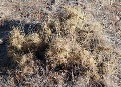Cylindropuntia davisii