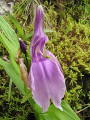 Roscoea capitata