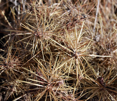 Cylindropuntia davisii