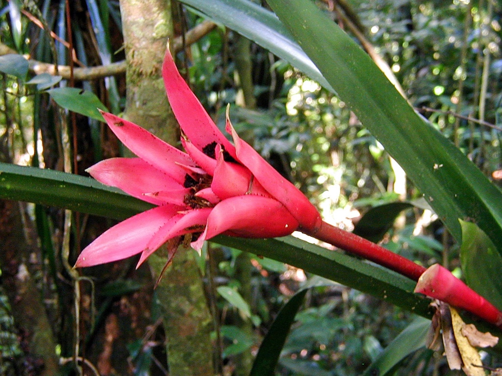 Canistrum paulistanum