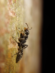Pseudomyrmex