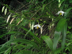 Chlorophytum nepalense