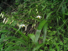 Chlorophytum nepalense