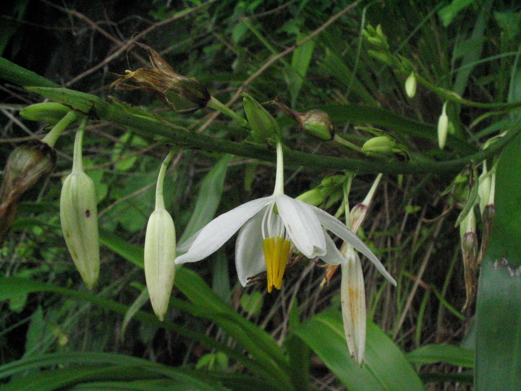 Chlorophytum nepalense