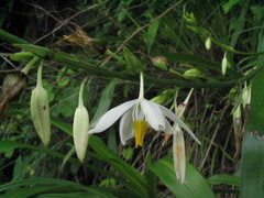 Chlorophytum nepalense
