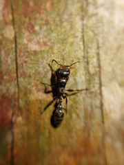 Pseudomyrmex