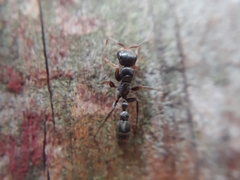 Pseudomyrmex