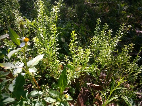 Lepidium virginicum image