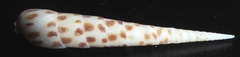 Terebra consobrina