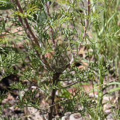 Petrophile canescens