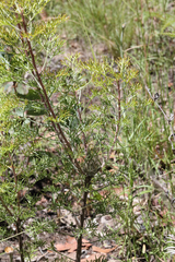 Petrophile canescens