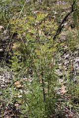 Petrophile canescens